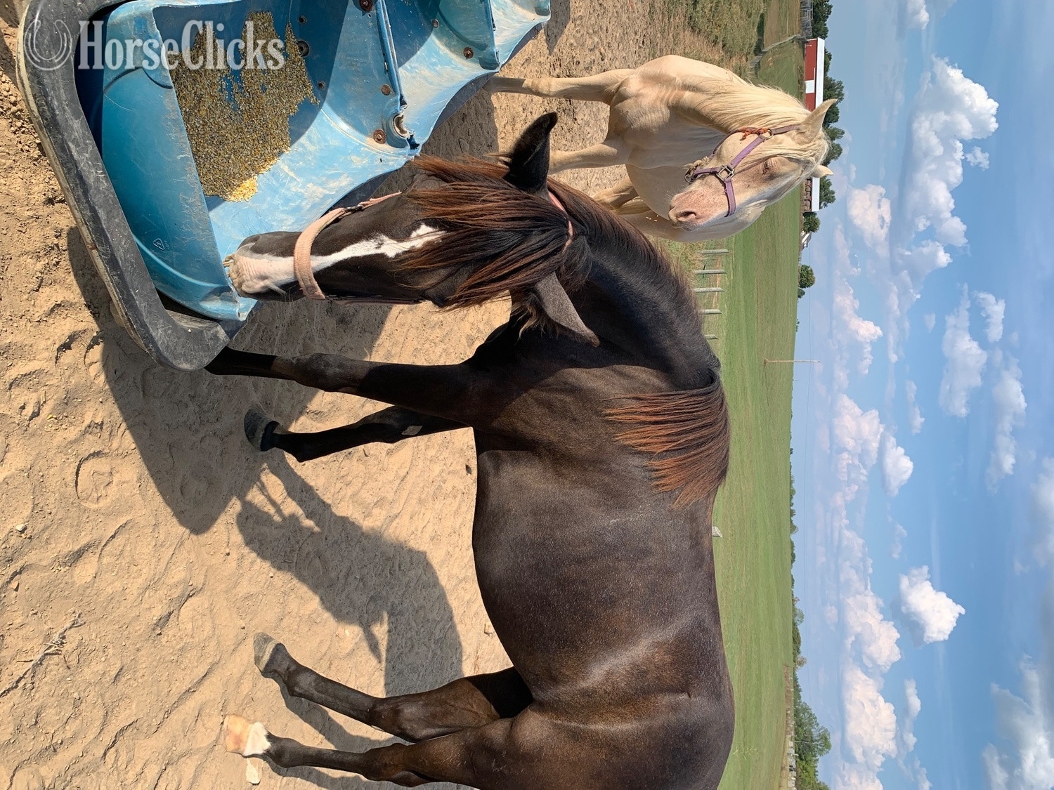 "BLUES SPECIAL LADY" Grey Filly Tennessee Walker in Kentucky