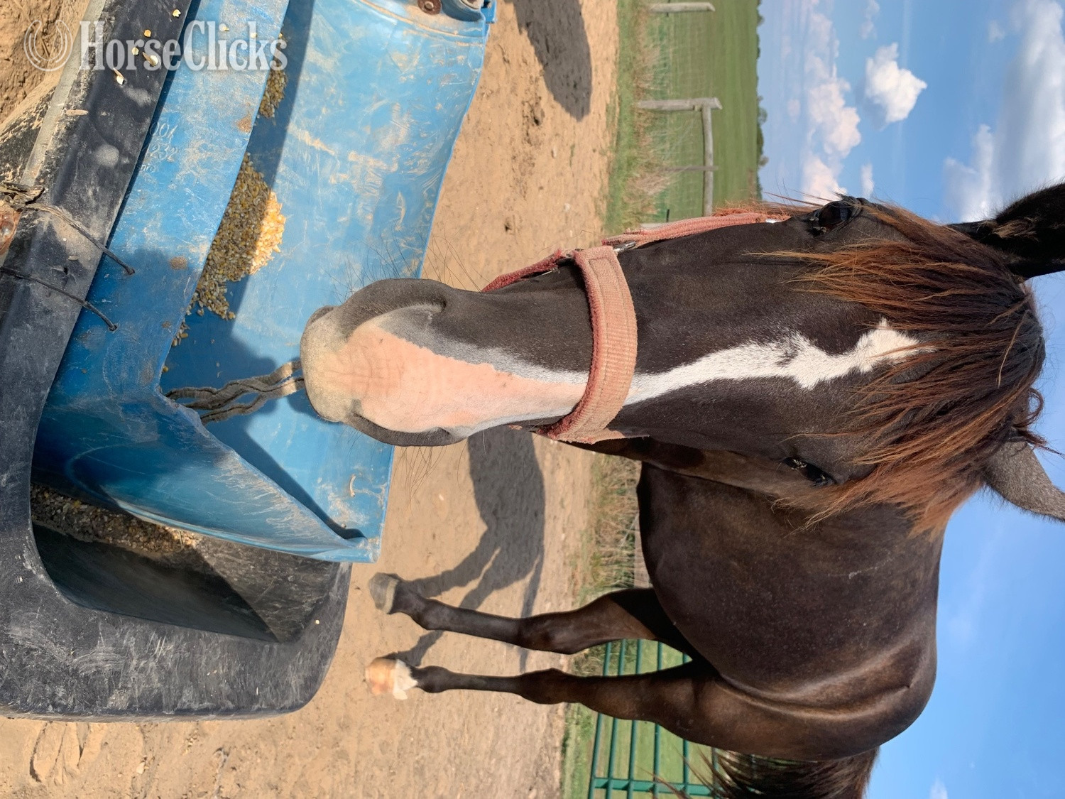 "BLUES SPECIAL LADY" Grey Filly Tennessee Walker