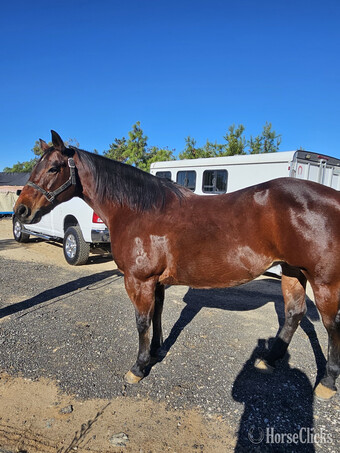 "STINGS FIRST DUN IT" Bay Mare Quarter Horse