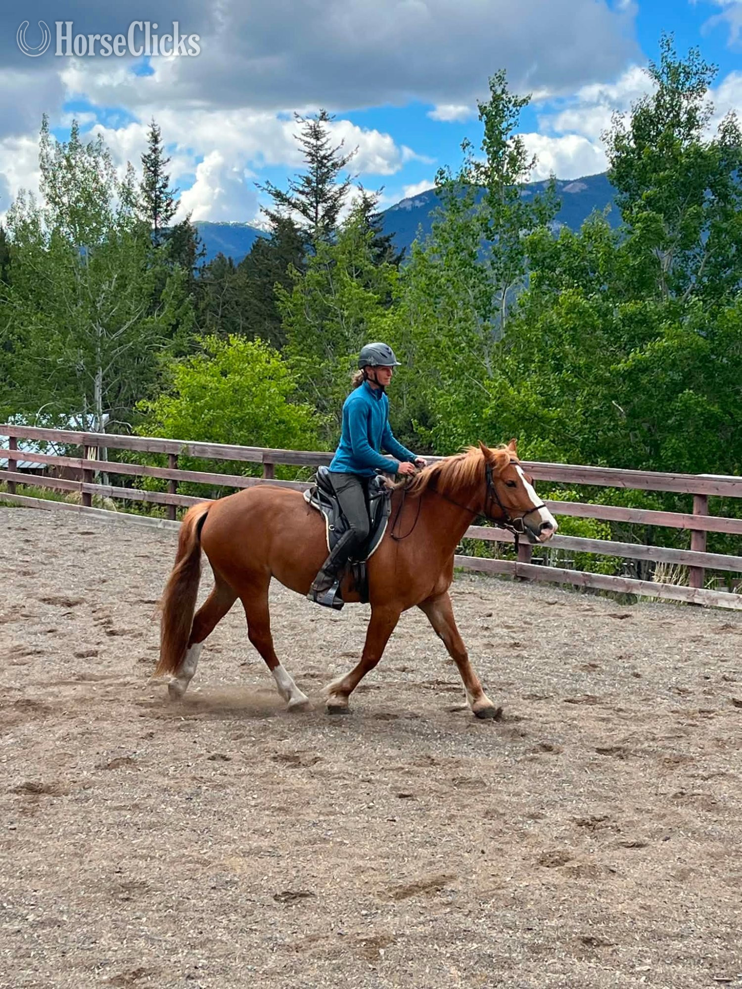 "Pippin"  Mare Draft in British Columbia