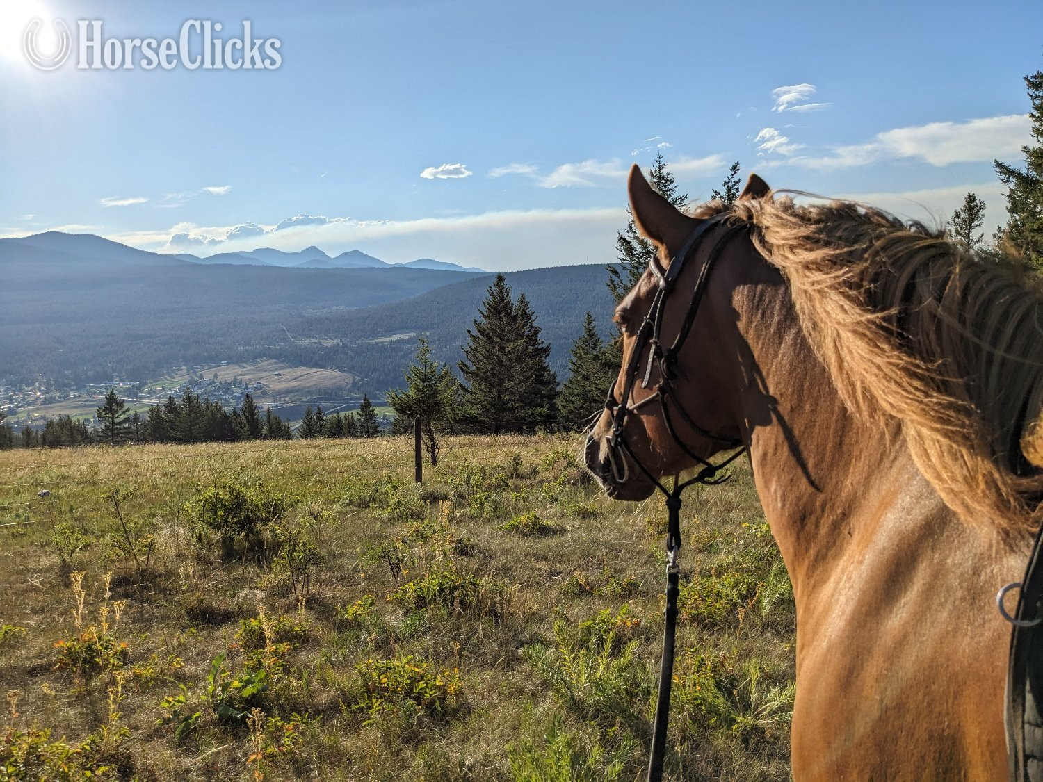 "Pippin"  Mare Draft in British Columbia