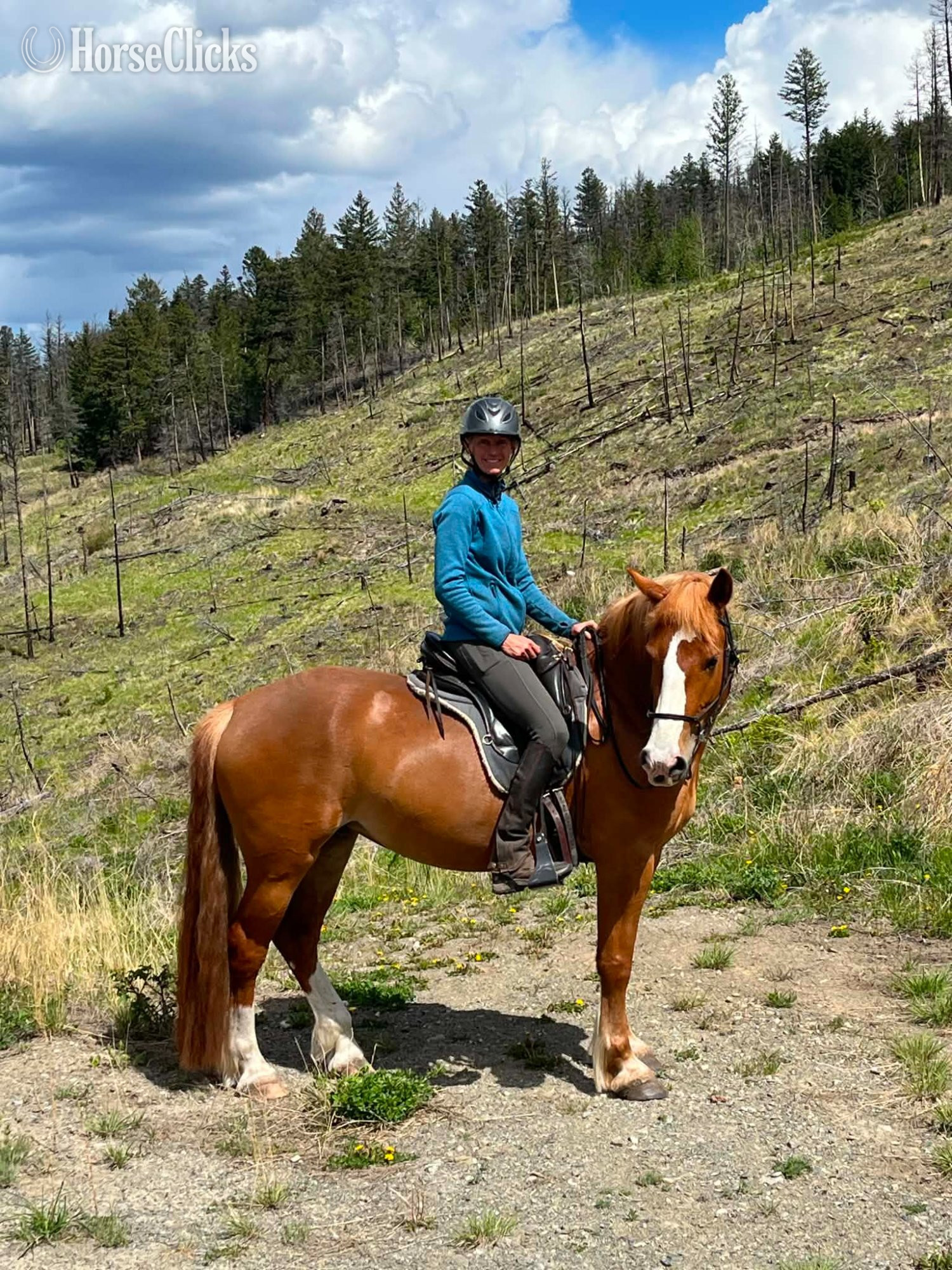 "Pippin"  Mare Draft