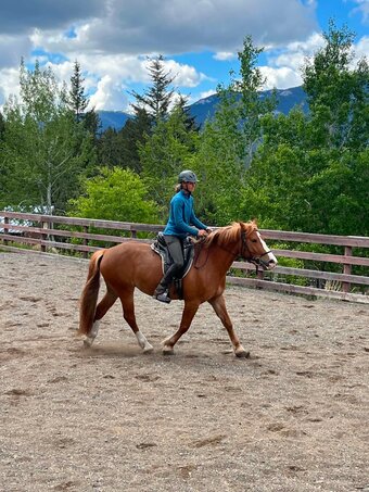 "Pippin" Mare Draft