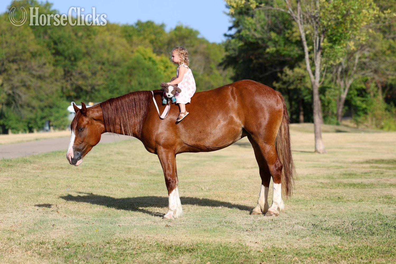 "ROSALEE" Chestnut Mare Gypsy Vanner