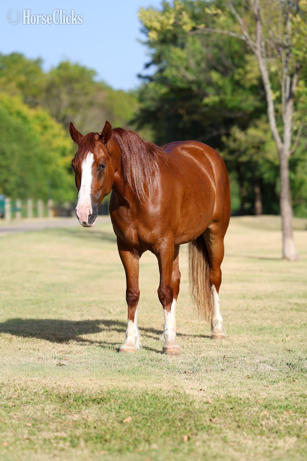 Texas "ROSALEE" Chestnut Mare Gypsy Vanner