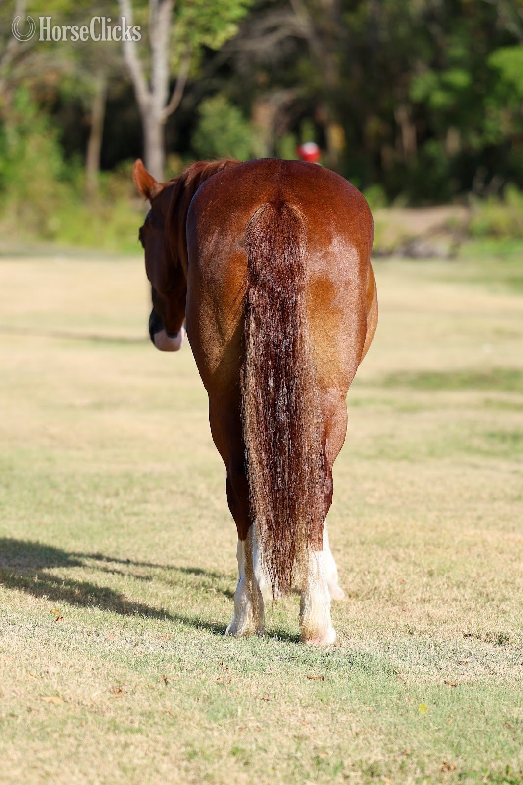 "ROSALEE" Chestnut Mare Gypsy Vanner - Gypsy Vanner in Texas