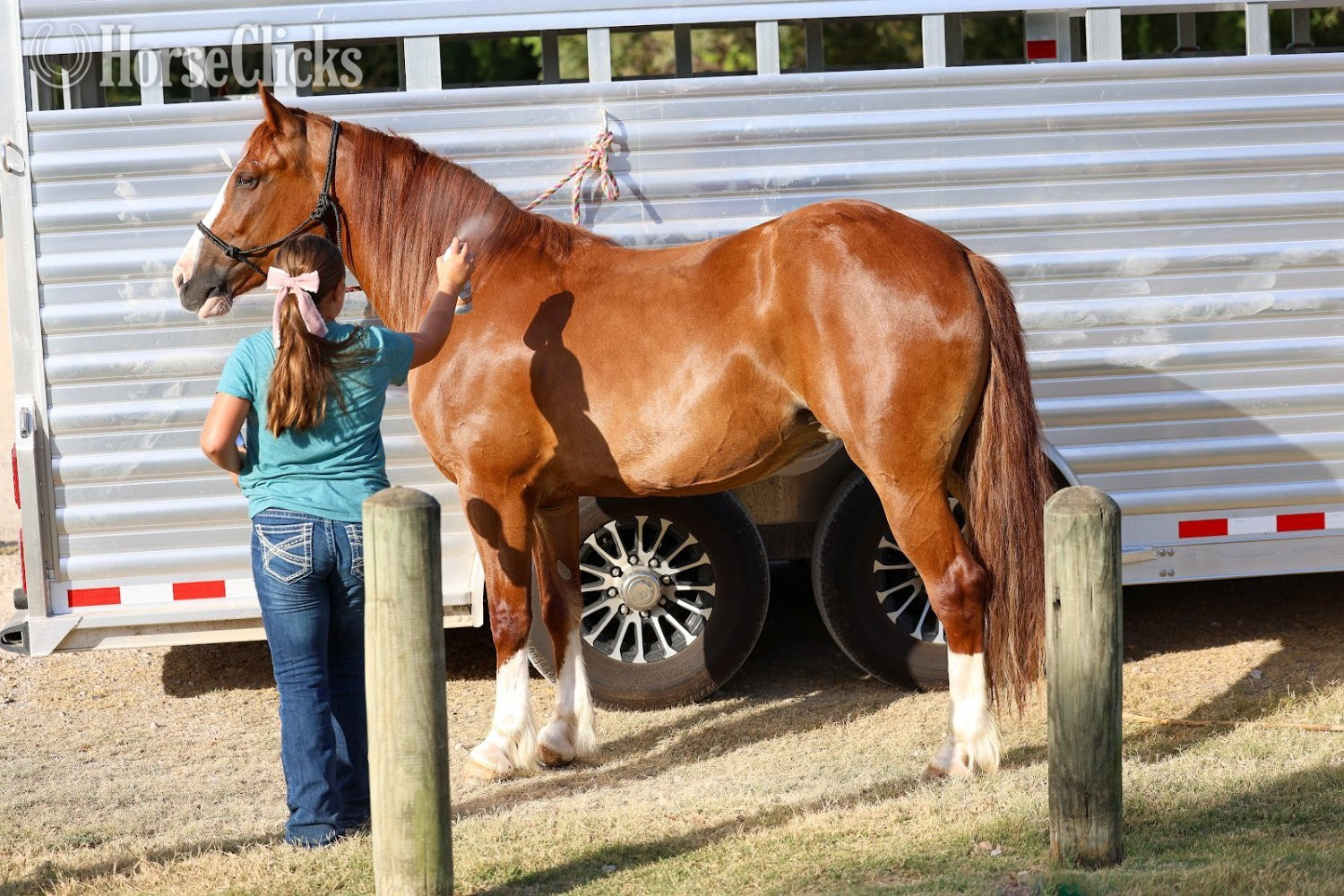"ROSALEE" Chestnut Mare Gypsy Vanner Texas