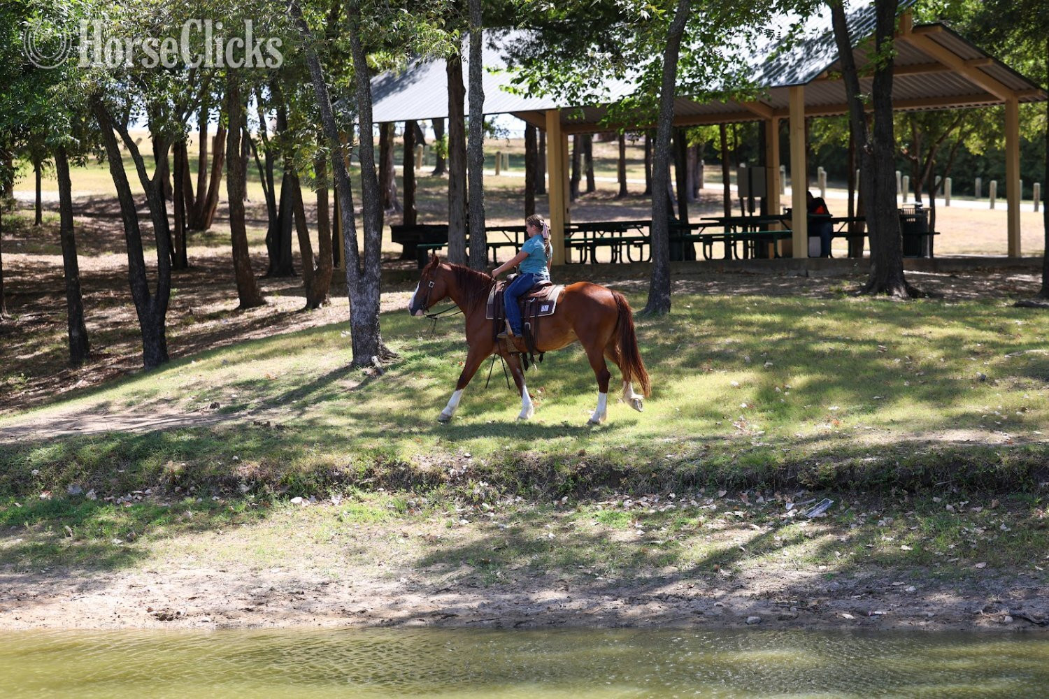 Gypsy Vanner - "ROSALEE" Chestnut Mare Gypsy Vanner in Texas