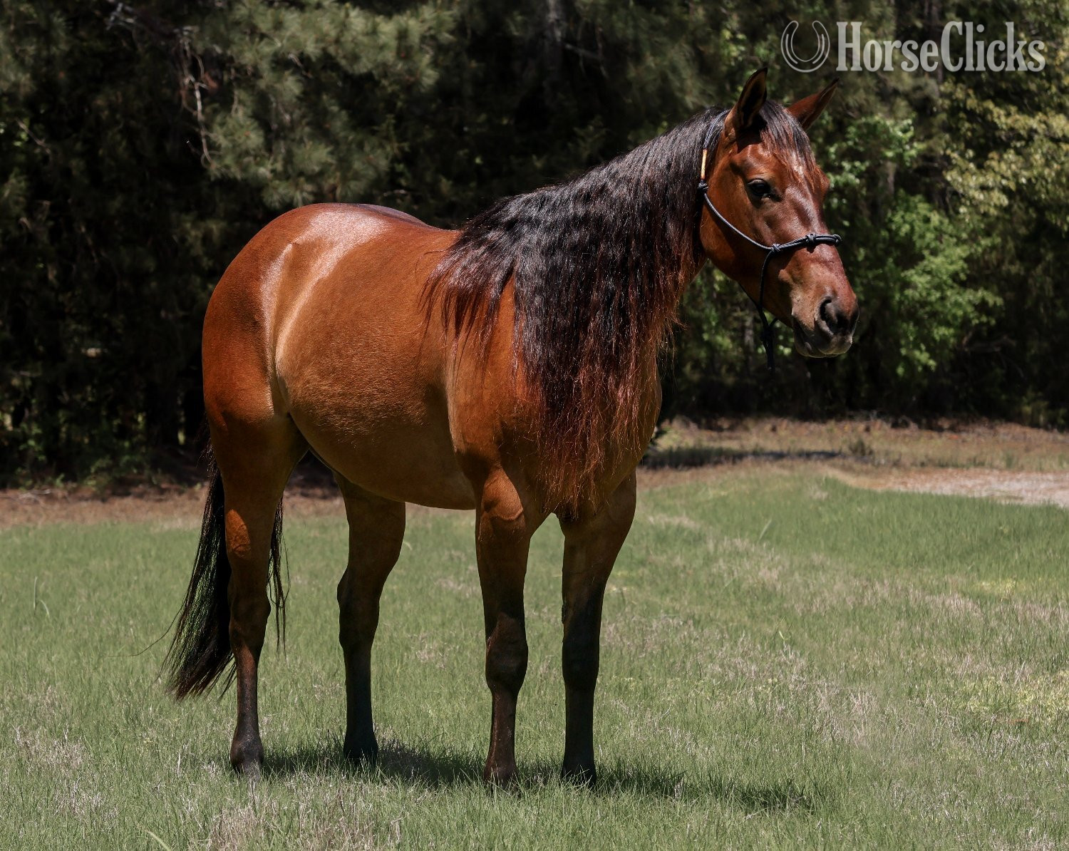 "Rowdys Lil Sneakpeek "Ember"" Bay Mare Quarter Horse
