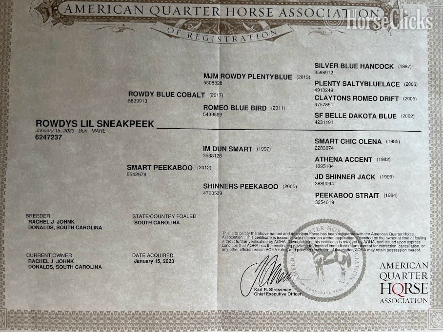 "Rowdys Lil Sneakpeek "Ember"" Bay Mare Quarter Horse - Quarter Horse in South Carolina