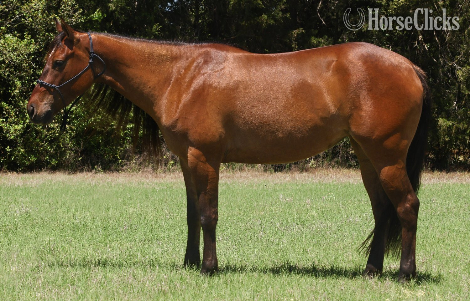 "Rowdys Lil Sneakpeek "Ember"" Bay Mare Quarter Horse South Carolina