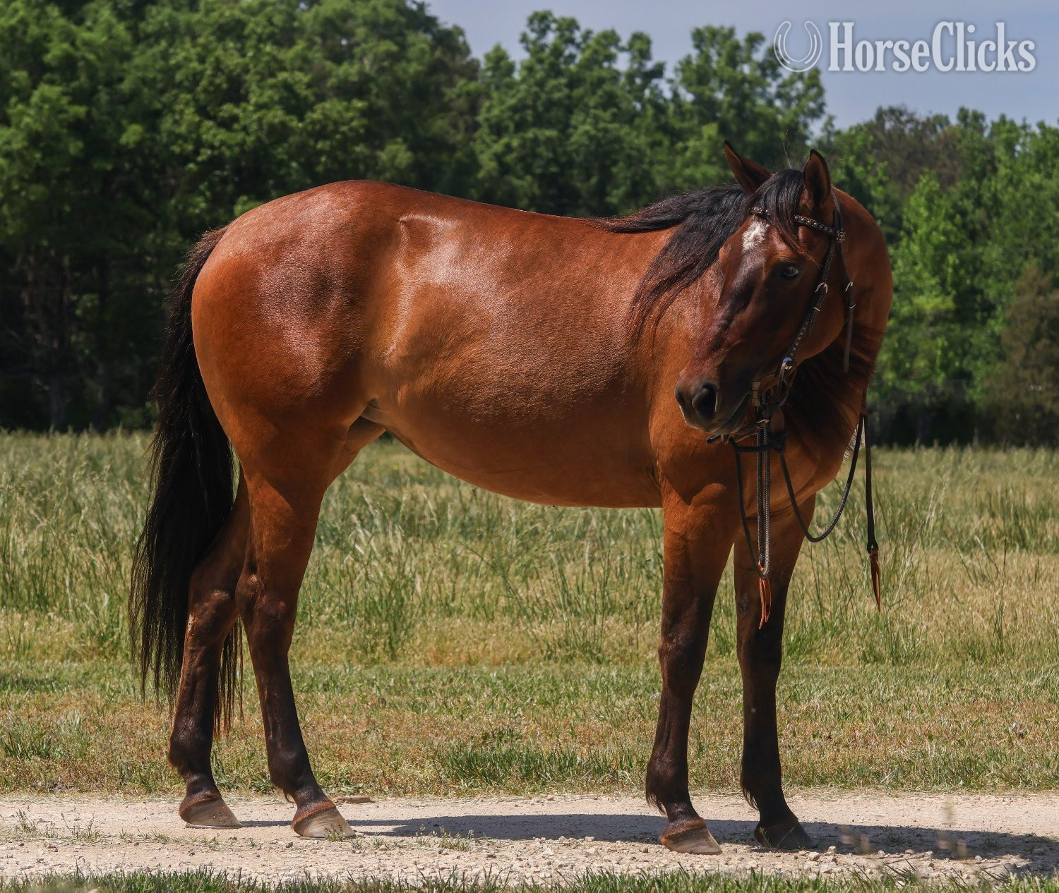 Quarter Horse - "Rowdys Lil Sneakpeek "Ember"" Bay Mare Quarter Horse in South Carolina