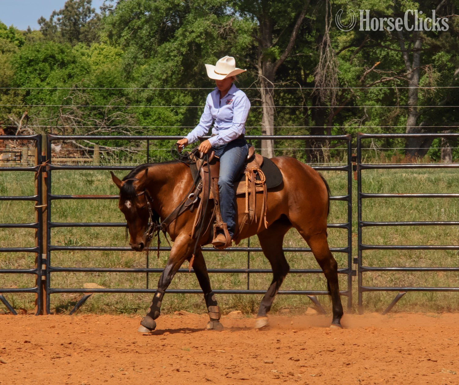Quarter Horse - "Rowdys Lil Sneakpeek "Ember"" Bay Mare Quarter Horse