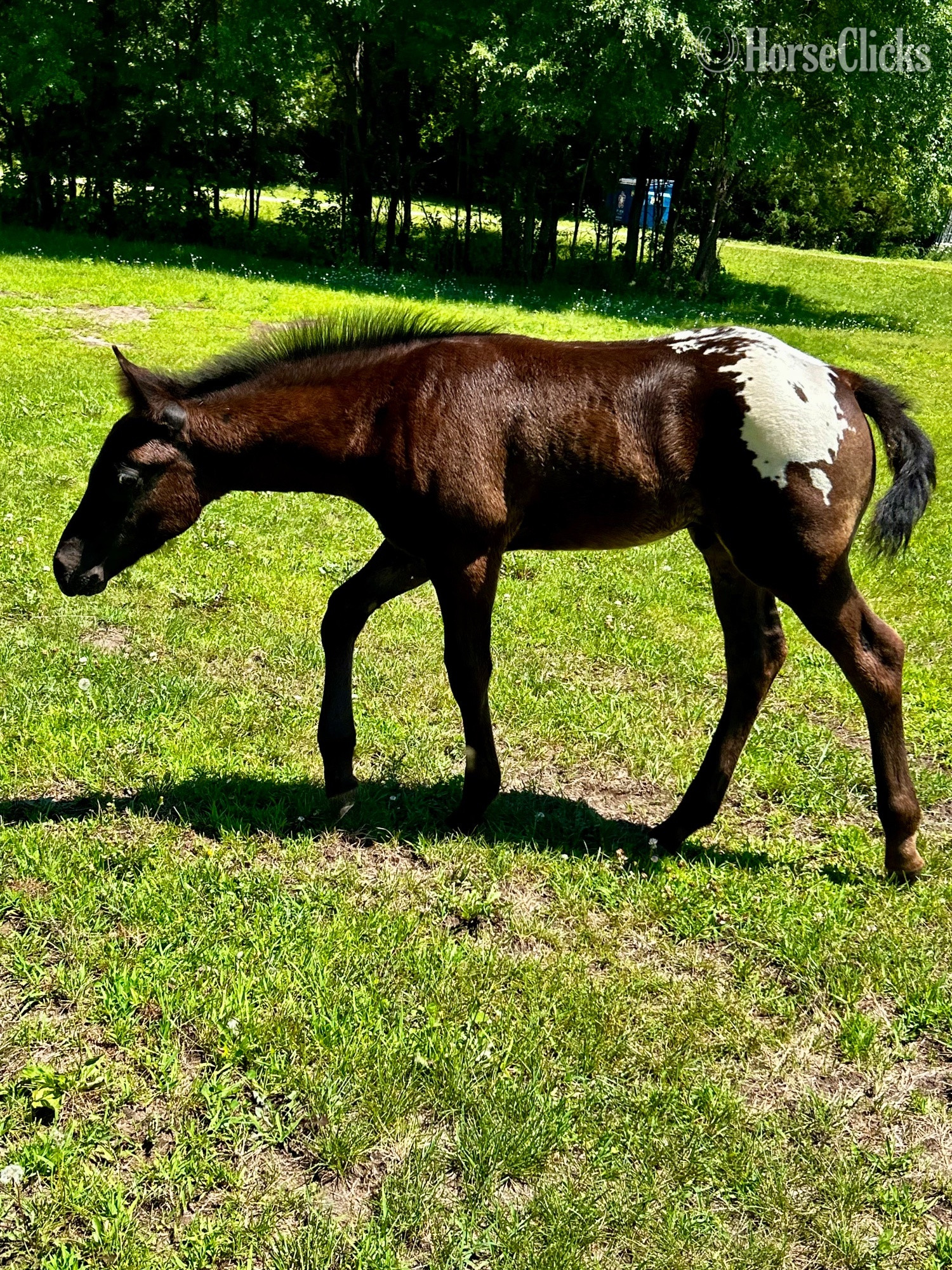 "RZA Ghostorm Mirage " Black Colt Appaloosa in Minnesota