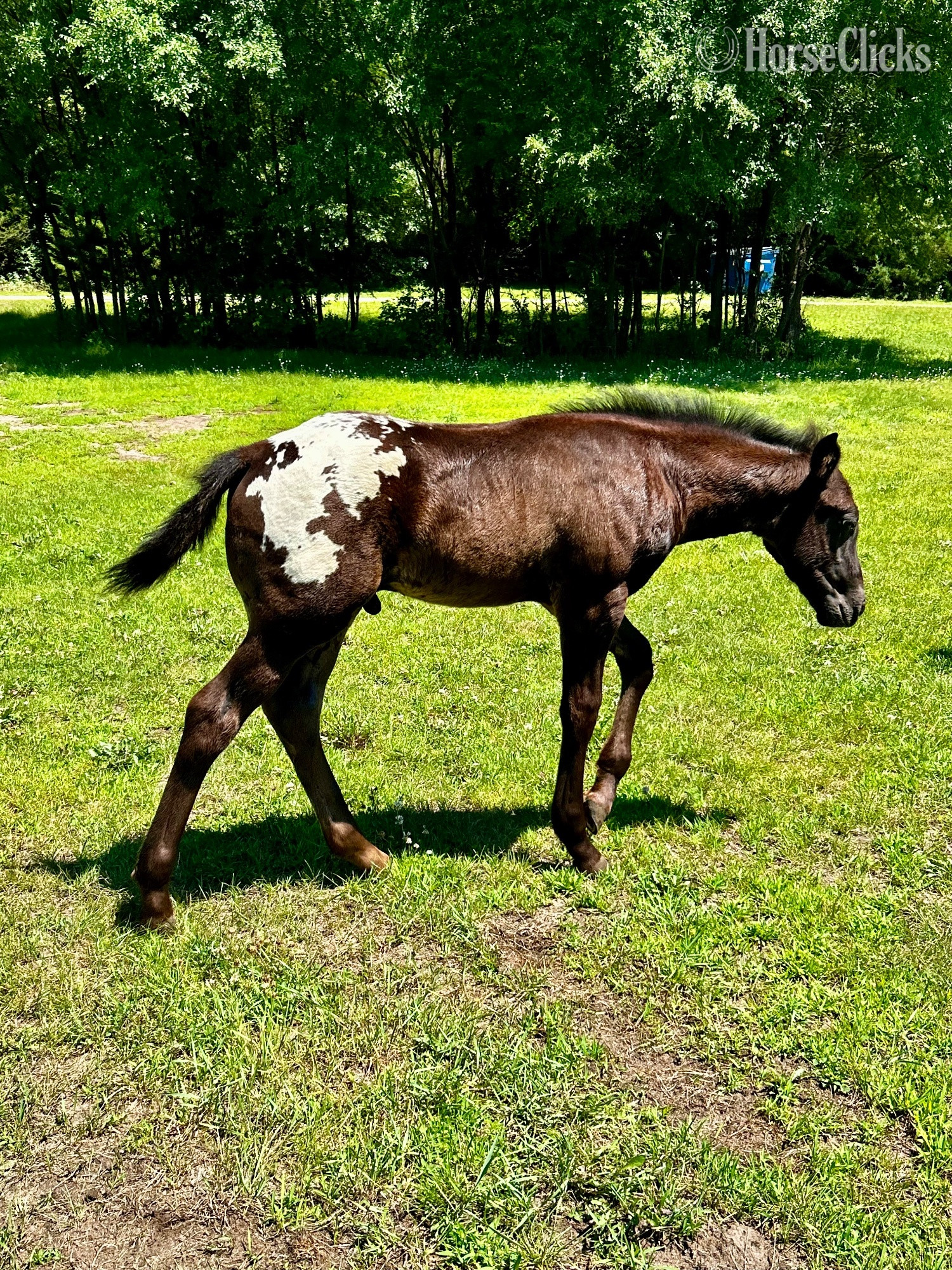 "RZA Ghostorm Mirage " Black Colt Appaloosa