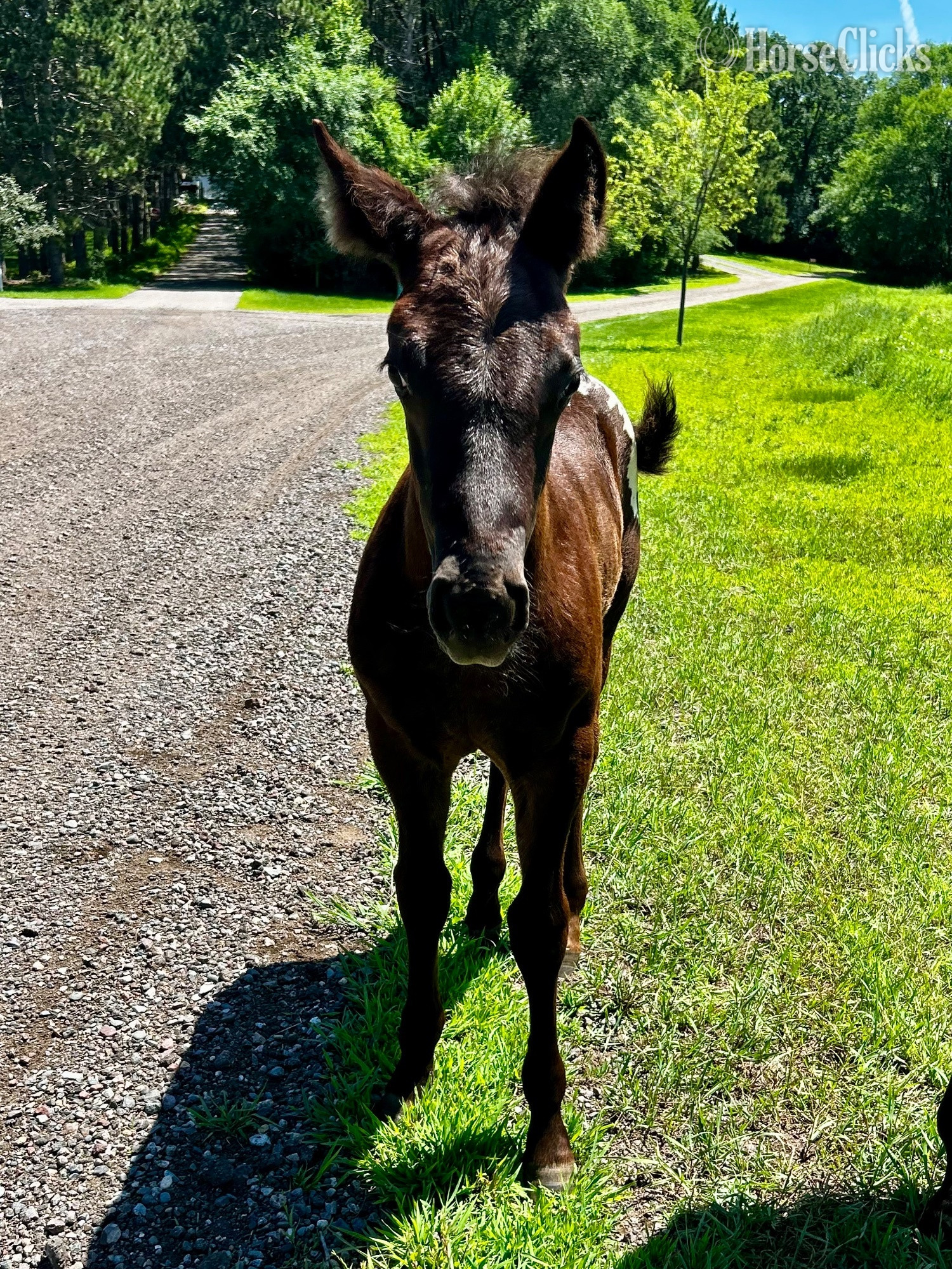 Minnesota "RZA Ghostorm Mirage " Black Colt Appaloosa