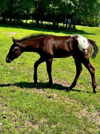 "RZA Ghostorm Mirage " Black Colt Appaloosa