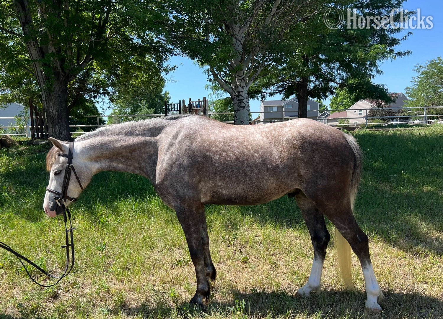 "Shotglass Bluestone" Dappled Gelding Welsh Pony in Florida