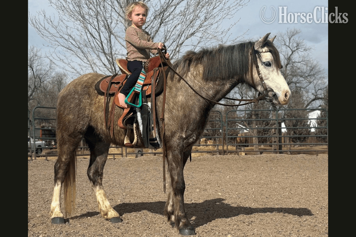 "Shotglass Bluestone" Dappled Gelding Welsh Pony