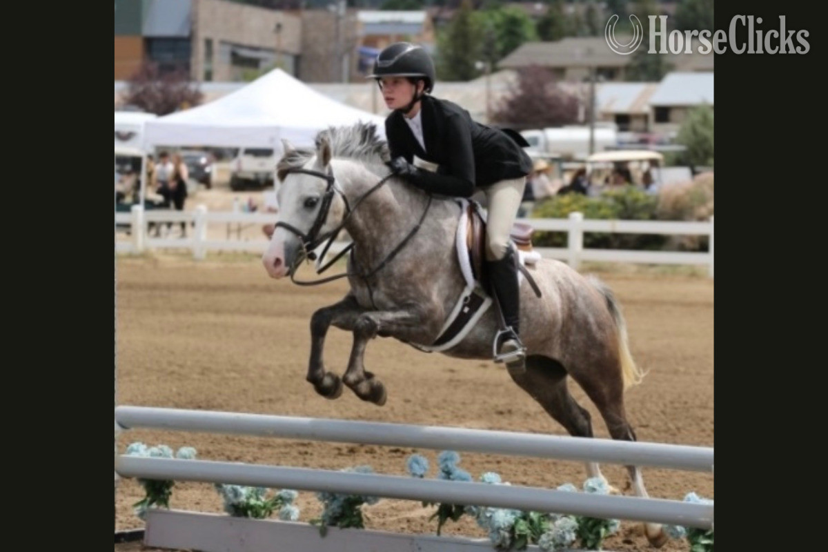 Florida "Shotglass Bluestone" Dappled Gelding Welsh Pony