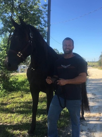 "Hunter" Black Gelding Friesian
