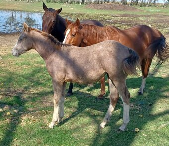 "Pending" Grey Filly Quarter Horse