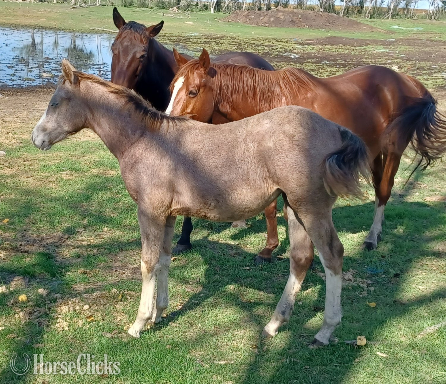 "Pending" Grey Filly Quarter Horse in Manitoba
