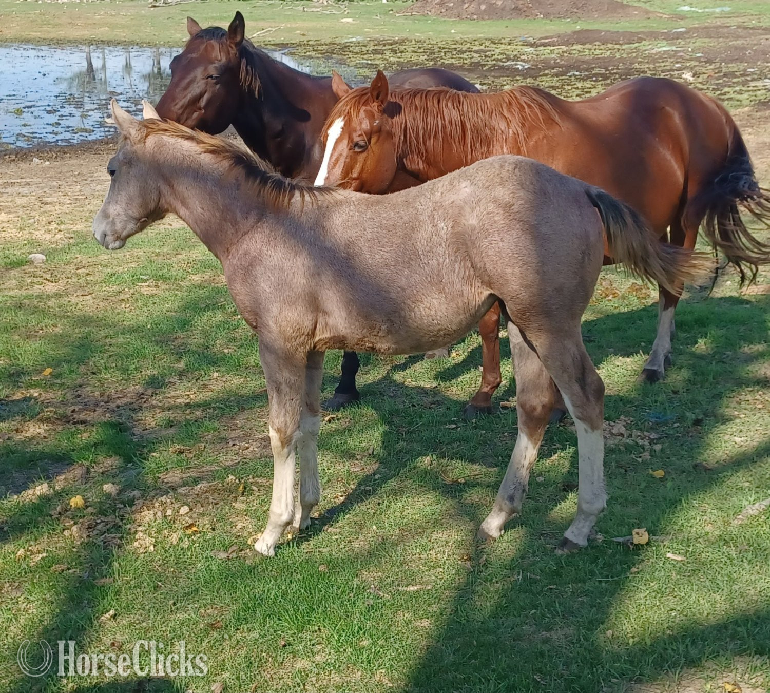"Pending" Grey Filly Quarter Horse
