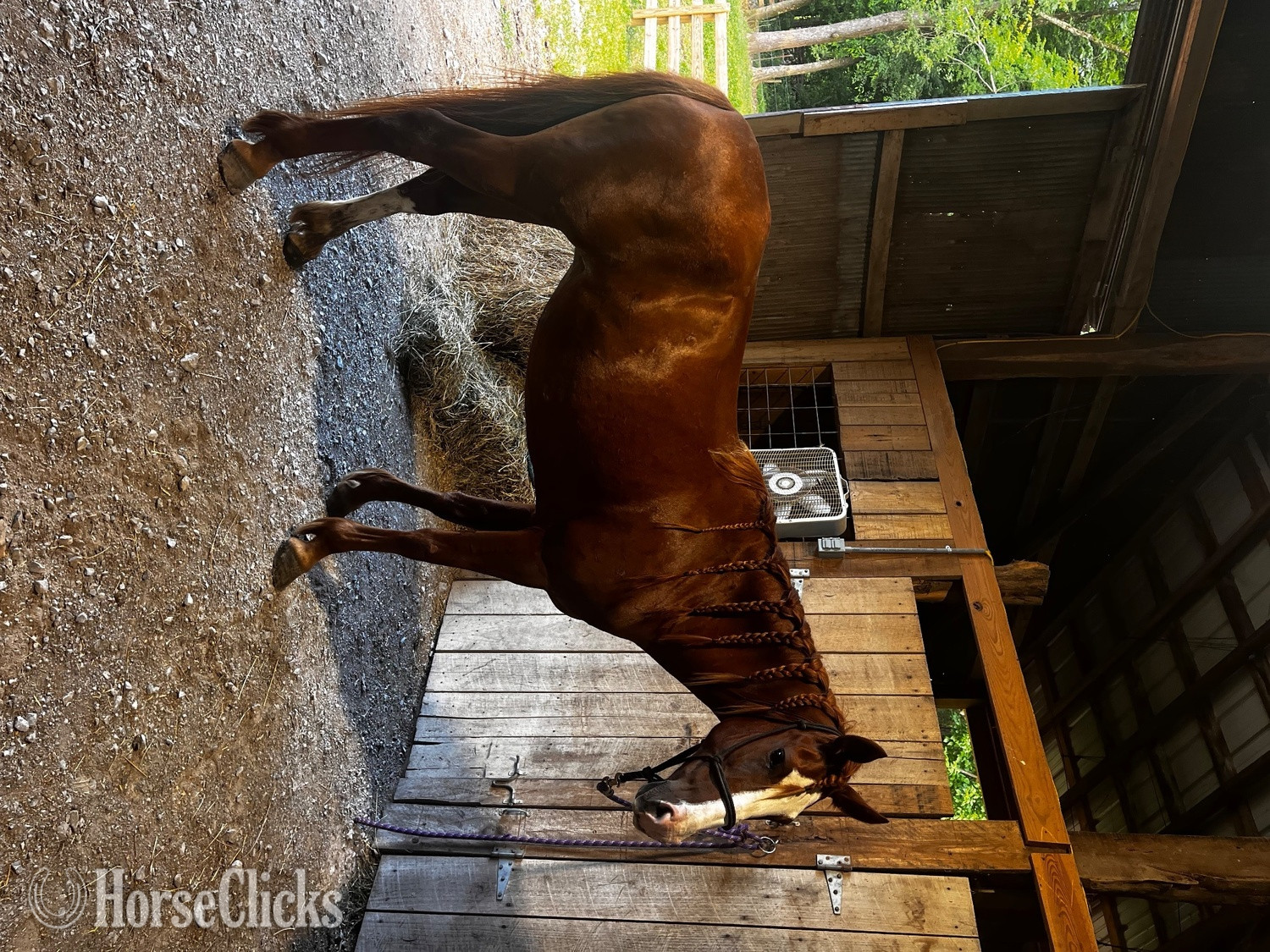 "Daffodil" Chestnut Mare Mustang in Tennessee