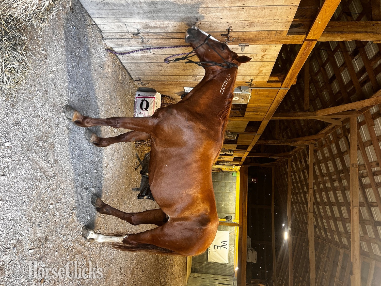 "Daffodil" Chestnut Mare Mustang