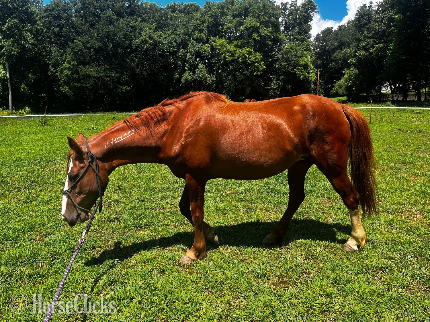 Tennessee "Daffodil" Chestnut Mare Mustang