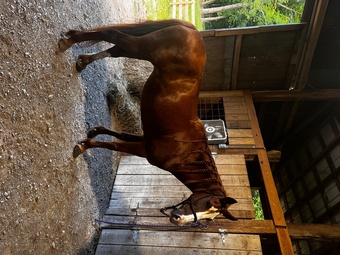 "Daffodil" Chestnut Mare Mustang