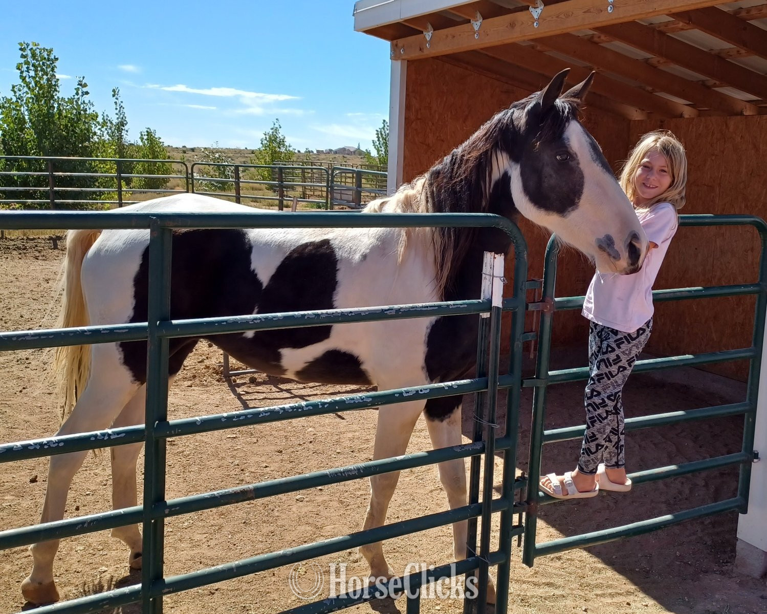 "Mirnita" Tabiano Mare Tennessee Walker in Arizona