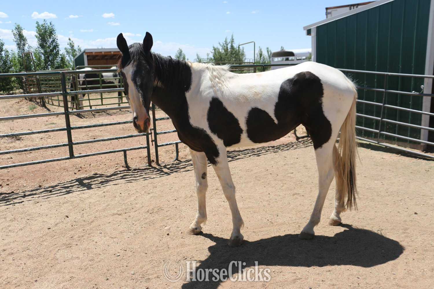 "Mirnita" Tabiano Mare Tennessee Walker