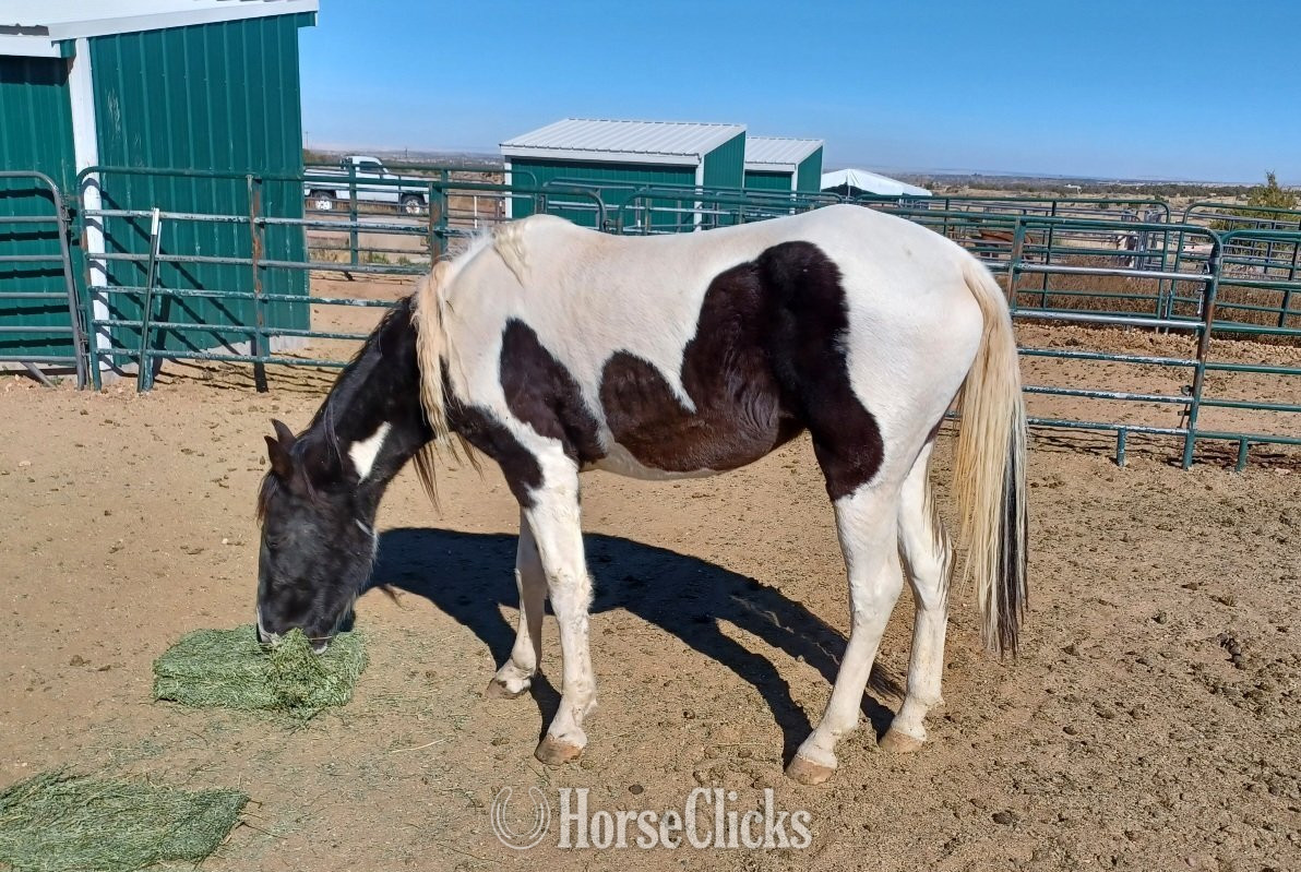 Arizona "Mirnita" Tabiano Mare Tennessee Walker