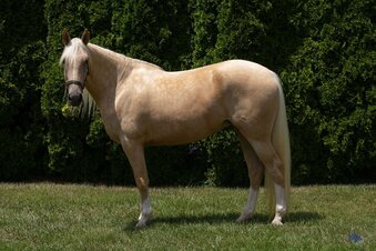 "Coastal Belle" Palomino Mare Warmblood