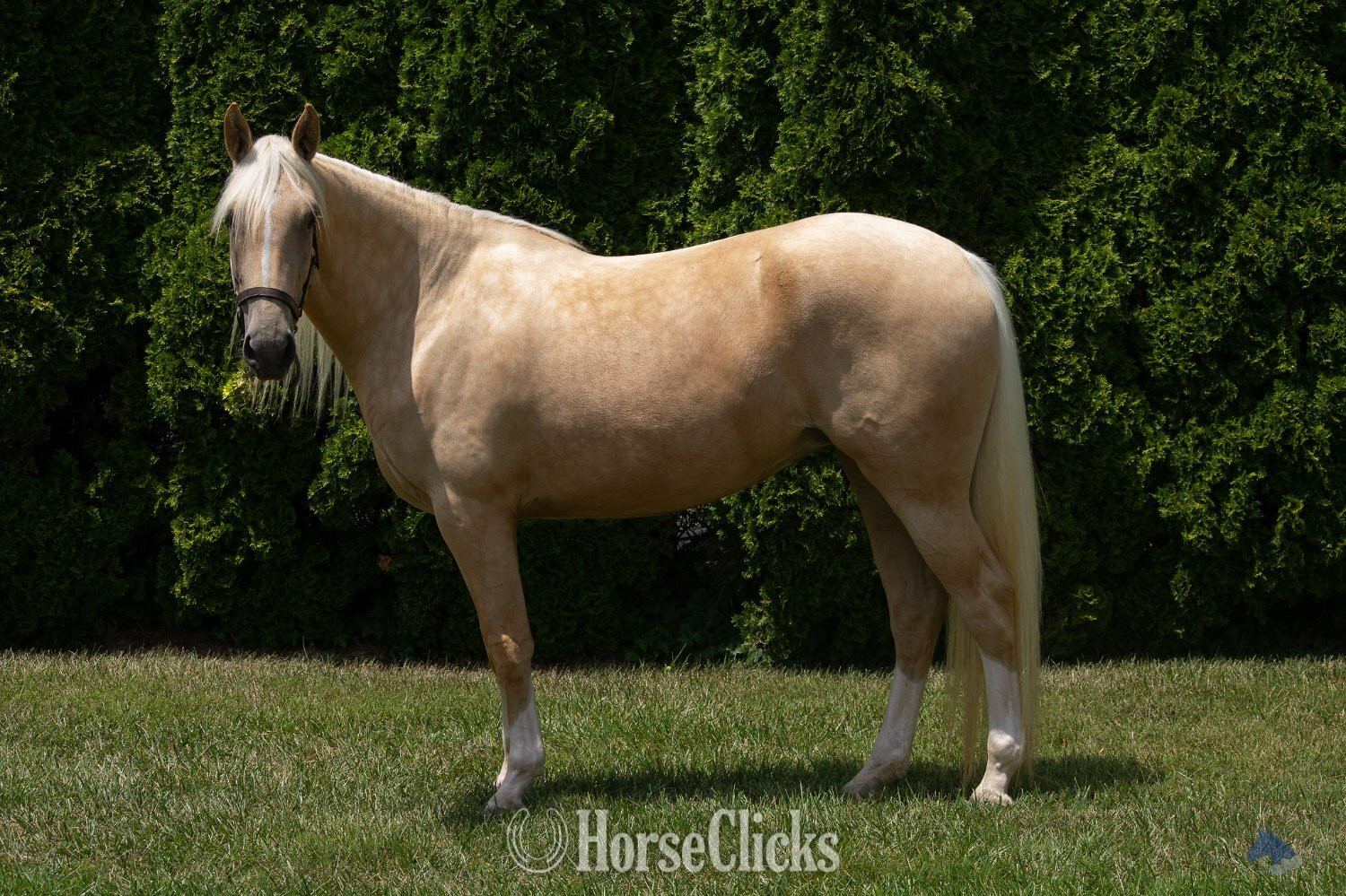 "Coastal Belle" Palomino Mare Warmblood in Maryland
