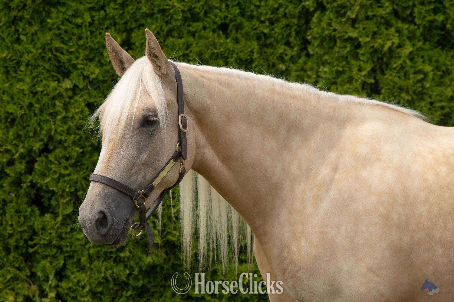 "Coastal Belle" Palomino Mare Warmblood