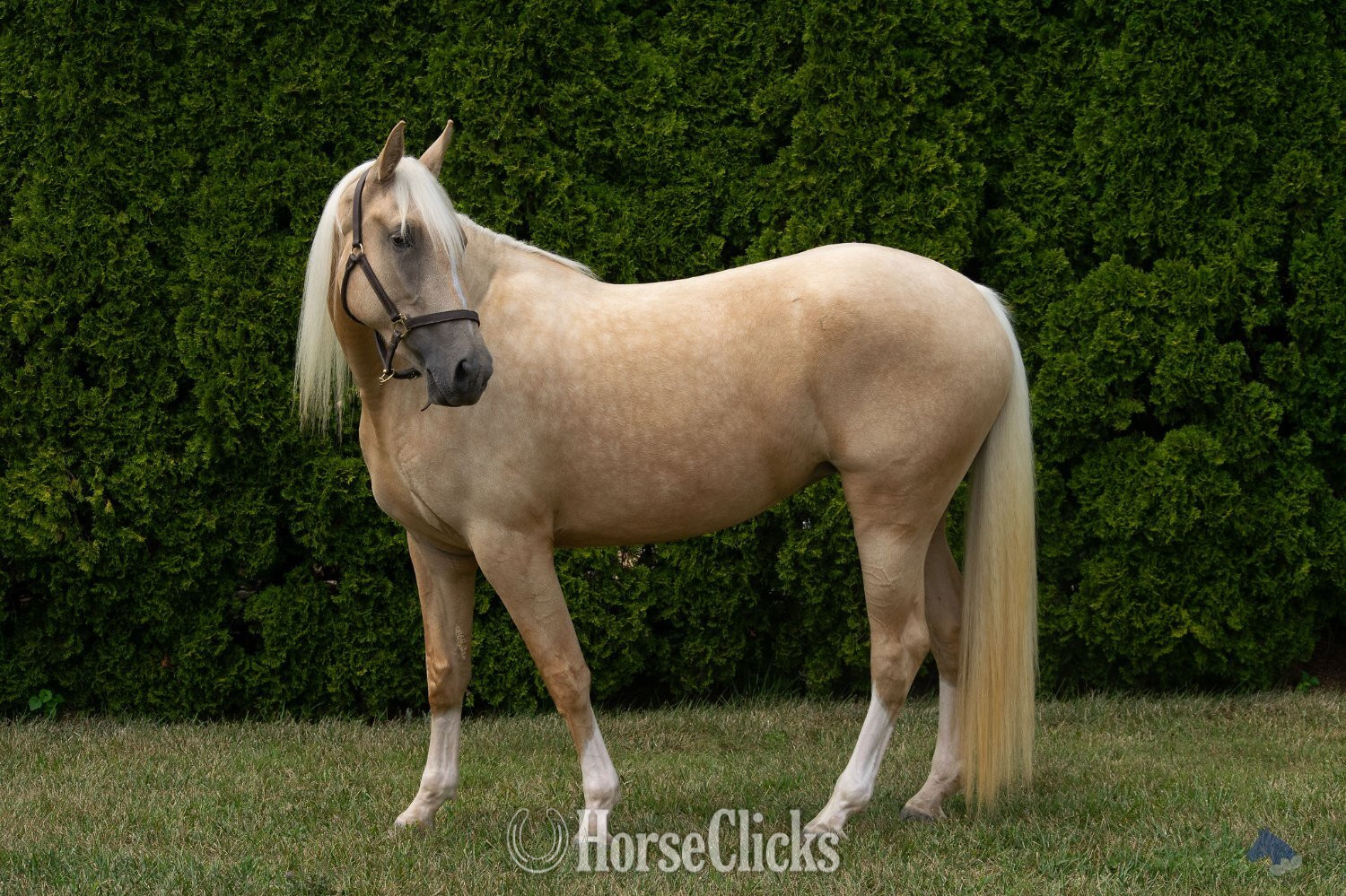 Maryland "Coastal Belle" Palomino Mare Warmblood