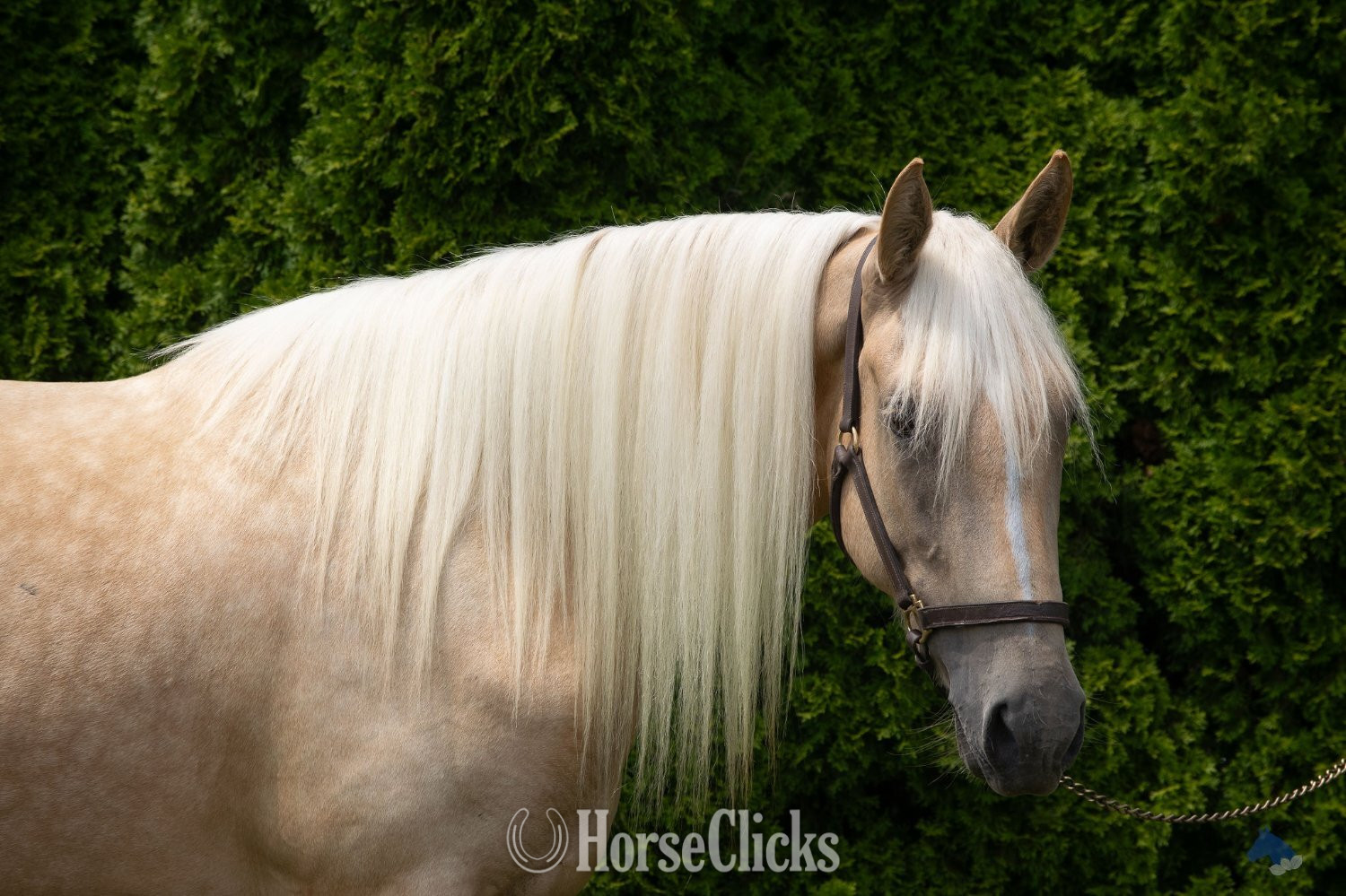 "Coastal Belle" Palomino Mare Warmblood - Warmblood in Maryland