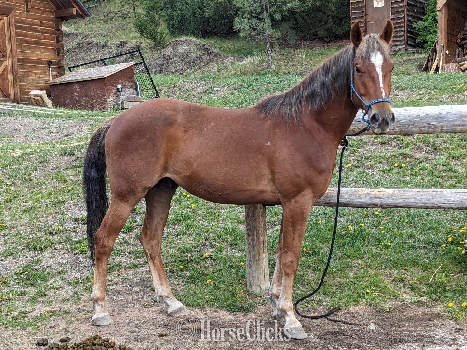 "Boone"  Gelding Quarter Horse