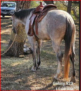 "Rose" Grey Mare Quarter Horse