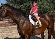 "SIESTA KEY" Bay Mare Quarter Horse