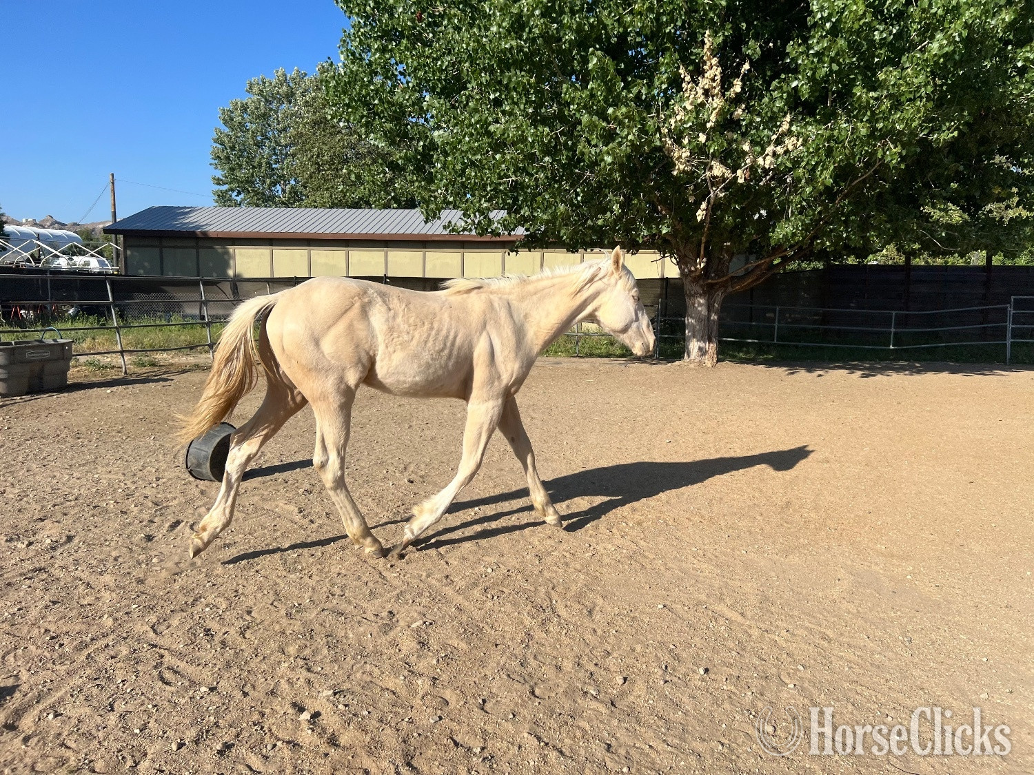 "Hanks Redstorm Six" Palomino Colt Quarter Horse in California