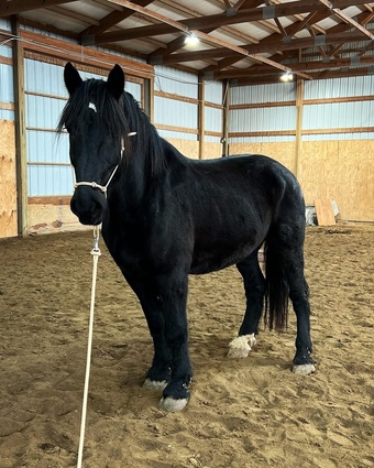 "Baron" Black Gelding Friesian