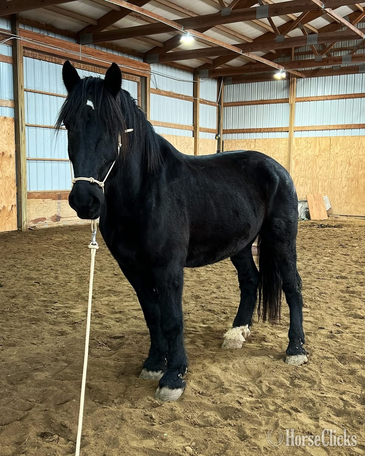 "Baron" Black Gelding Friesian in Nebraska