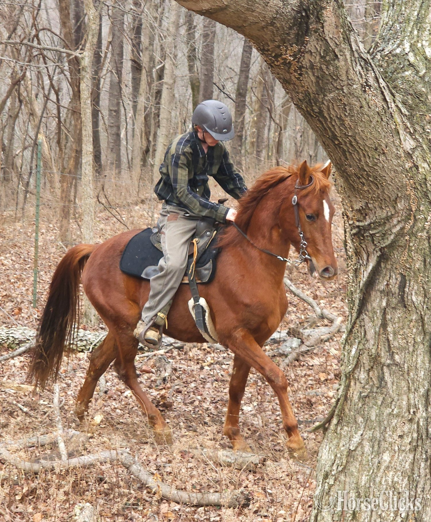 "Jose's Game Changer" Sorrel Gelding Tennessee Walker in Kentucky