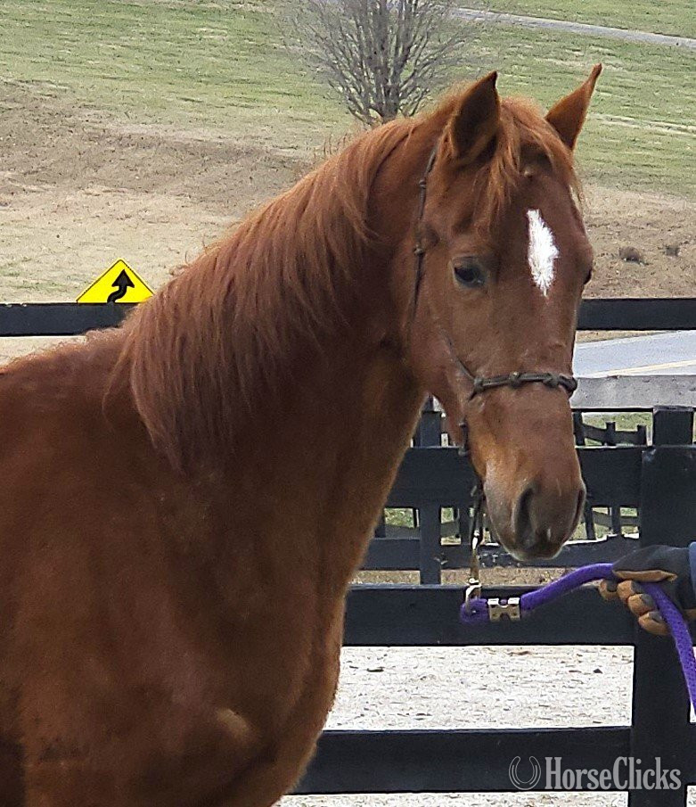 "Jose's Game Changer" Sorrel Gelding Tennessee Walker