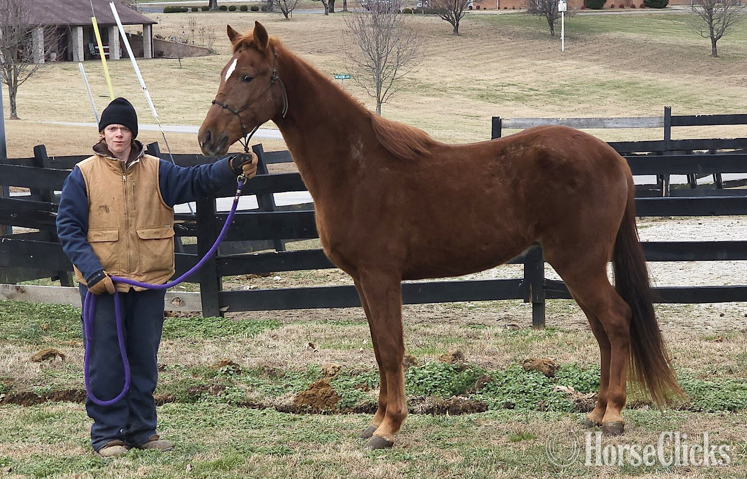 Kentucky "Jose's Game Changer" Sorrel Gelding Tennessee Walker