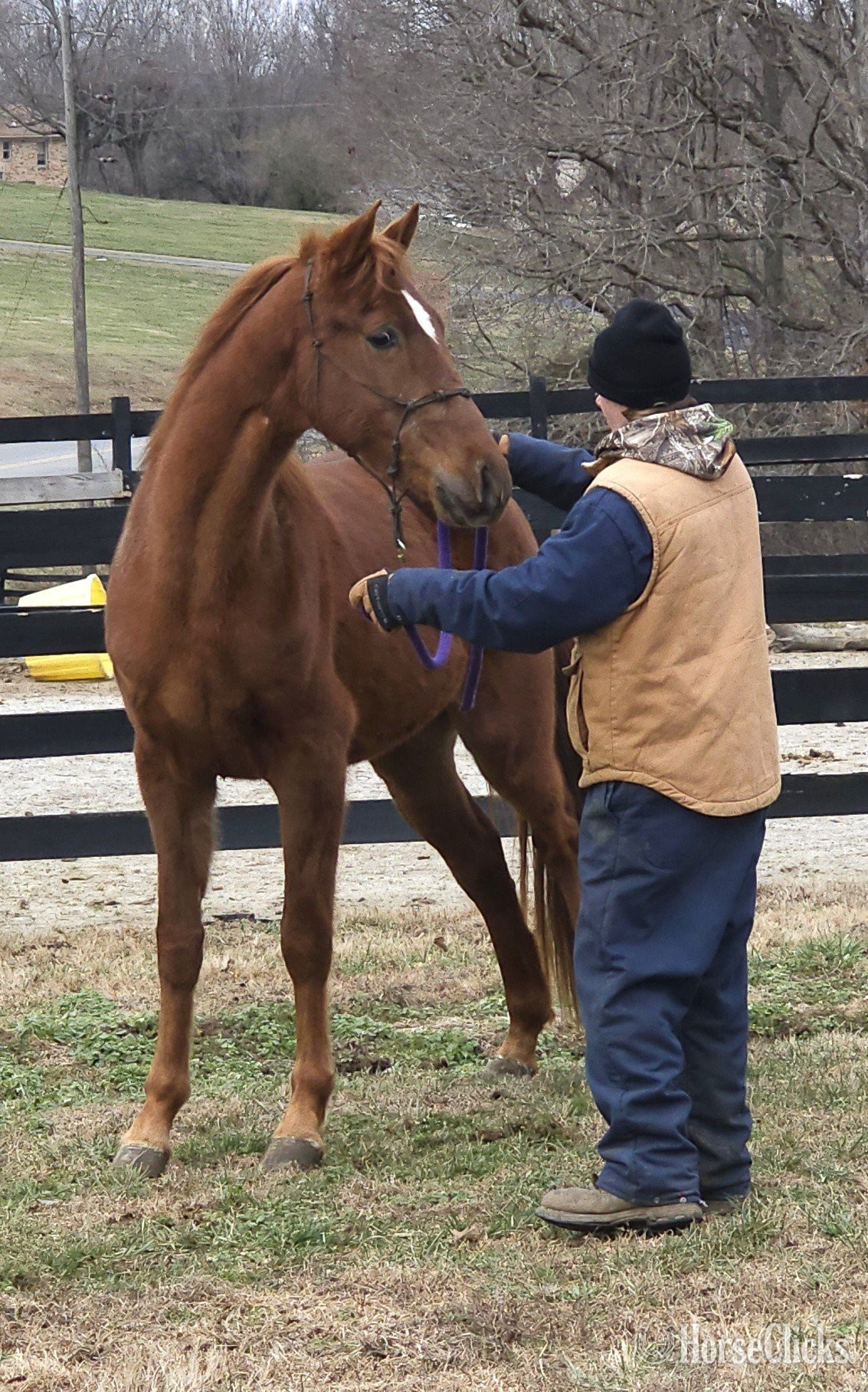 "Jose's Game Changer" Sorrel Gelding Tennessee Walker - Tennessee Walker in Kentucky
